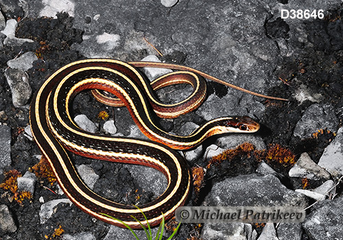 Northern Ribbon Snake (Thamnophis sauritus septentrionalis)